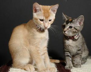 Panzer on the left and Pinker on the right, about a month after move in day