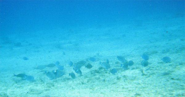 Grazing fish at Turtle Reef