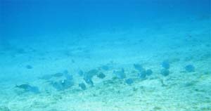 Grazing fish at Turtle Reef