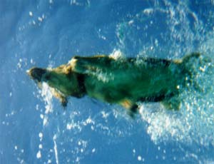 Vecina happily swims between boats above Stingray City.