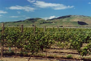 Cantaberry vineyards on the way to Murchison.