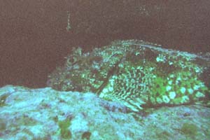 The ugly scorpian fish.