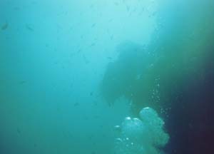 Fish off of the Poor Knights Islands.