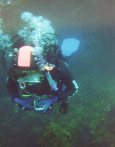 Sarah diving off of the Poor Knights Islands.