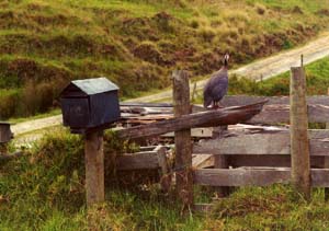 Our first odd looking bird wandering the street in New Zealand