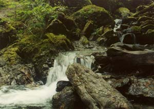 Creek on the way to Robert's Point.