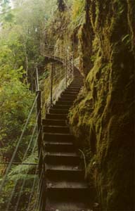 Hanging stairs on Robert's Point trail around Franz Josef Glacier.