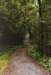 The Milford Track between Glade House and Pampolona.