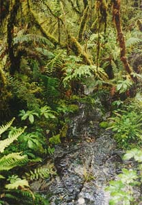 Another creek on the Milford Track beteen Glade House and Pampolona.