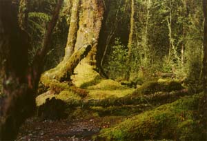 The Milford Track between Glade House and Pampolona.