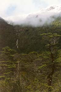 The Milford Track between Glade House and Pampolona.
