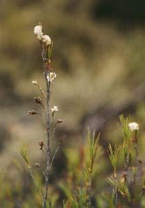 Flowers on the 'meadow walk.'