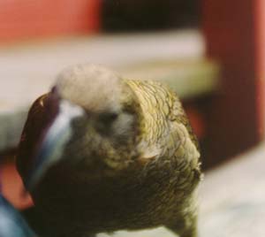 This kea (at Hirere Falls) really wanted to get into David's pack.