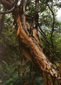 Cool tree bark between Glade House and Pampolona Lodge.