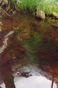 Mountains reflected in pool between Glade House and Pampolona Lodge.