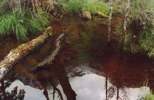 Mountains reflected in pool between Glade House and Pampolona Lodge.