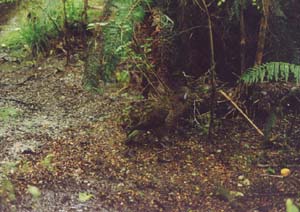 Lunch kea, hard to spot on the ground; well camouflaged.