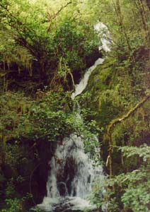 Waterfall between Glade House and Pampolona Lodge.