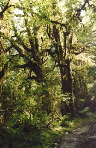 The Milford Track between Quintin Lodge and Sandfly Point.