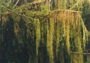 The wet side of McKinnon Pass had a lot of moss (as did the quote dry side).