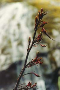 Flowers between Quintin Lodge and Sandfly Point.