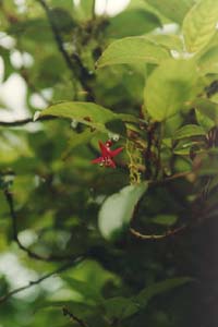 Flowers between Quintin Lodge and Sandfly Point.