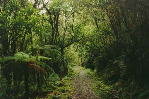 Milford Track between Quinton Lodge and Sandfly Point.