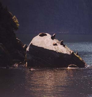 Seal colony on Milford Sound.