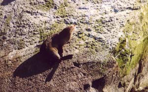 Seal on Milford Sound.