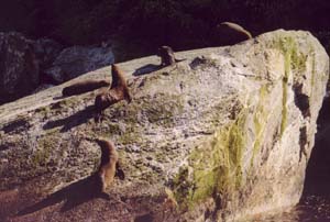 Seal colony on Milford Sound.