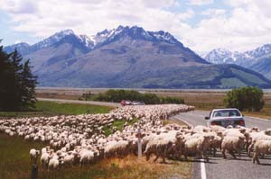 Sheep crossing the road to Mt. Cook.