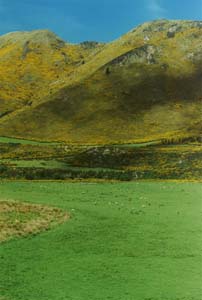 Gorse and sheep on the drive to Murchison.