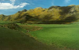 Gorse and sheep on the drive to Murchison.