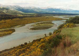 Gorse on the way to Murchison.