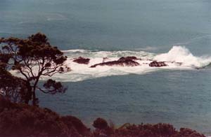The north east coast of the North Island.