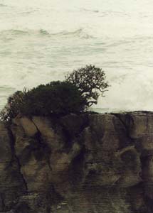 Pancake Rocks (note the layers on the bottom of the rock).