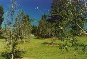 Olive tress in the Parua House garden.