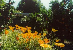 Orange orchard in Parua House garden.