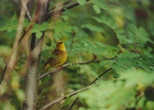 Little yellow bird in Queenstown.
