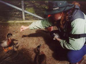 Sarah has the ducks eating out of her hand.