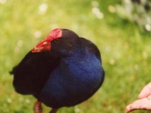 The pretty blue bird in Queenstown.