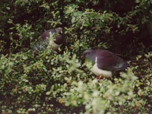 Mountain pigeons in Queenstown.