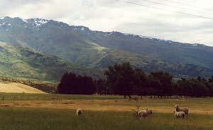 Sheep and surroundings on the way to Queenstown.