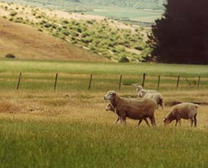 Sheep and surroundings on the way to Queenstown.