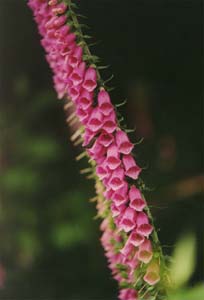 These Lupens were all over the road on the south island.