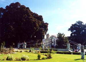 The Tule tree (and the baby Tule tree on the other side of the church