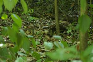 Cabo Blanco, CR 1/18/2007.