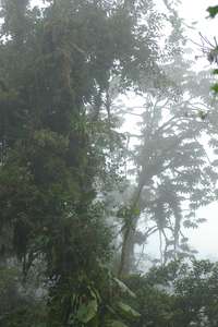 Monteverde, CR 1/23/2007.