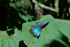 Monteverde, CR 1/24/2007.