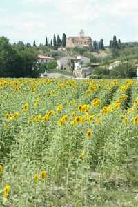 On the road from San Gimignano Tuscany 2005.